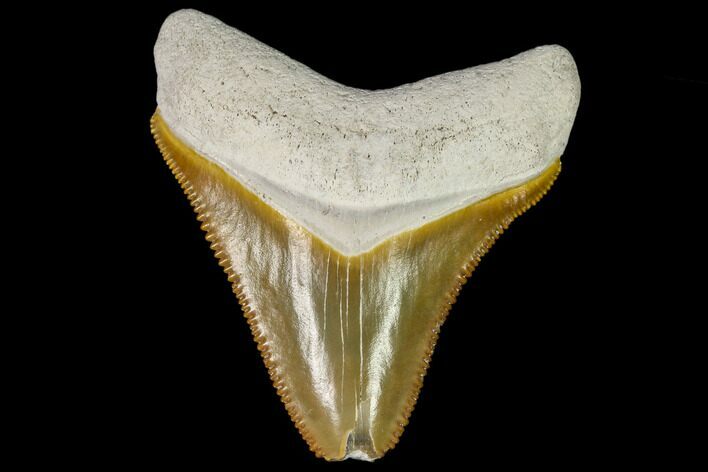 Serrated, Fossil Megalodon Tooth - Florida #110428